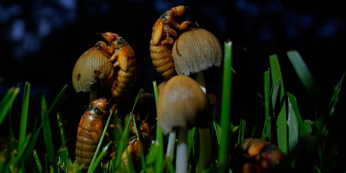 Screaming Insect Cicadas swarm parts of US as the screaming insects emerge in Brood XIV ...