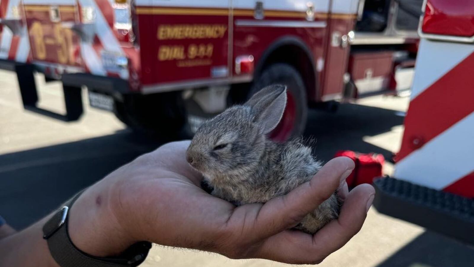 Baby rabbit rescued from Sullivan Fire