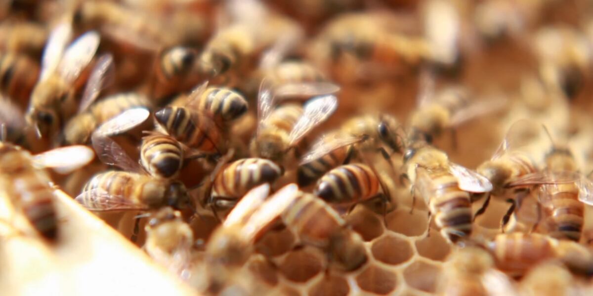 Honey bees disappearing; Nevada unfazed