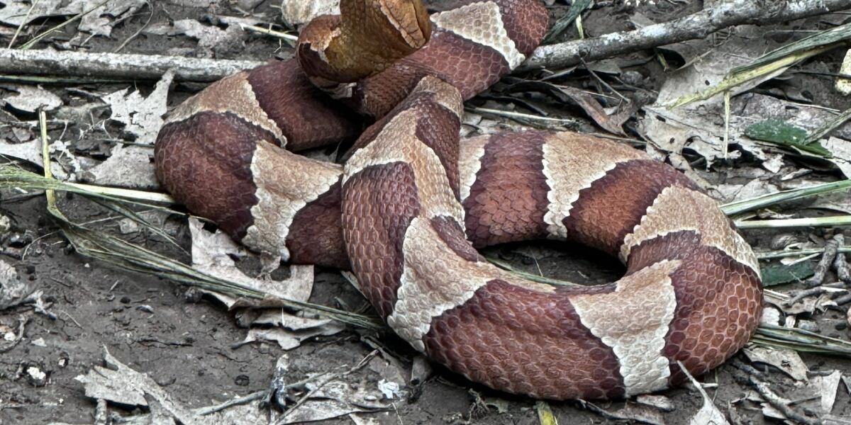 Warmer Python Snake Warmer weather means more reports of snakes in the community