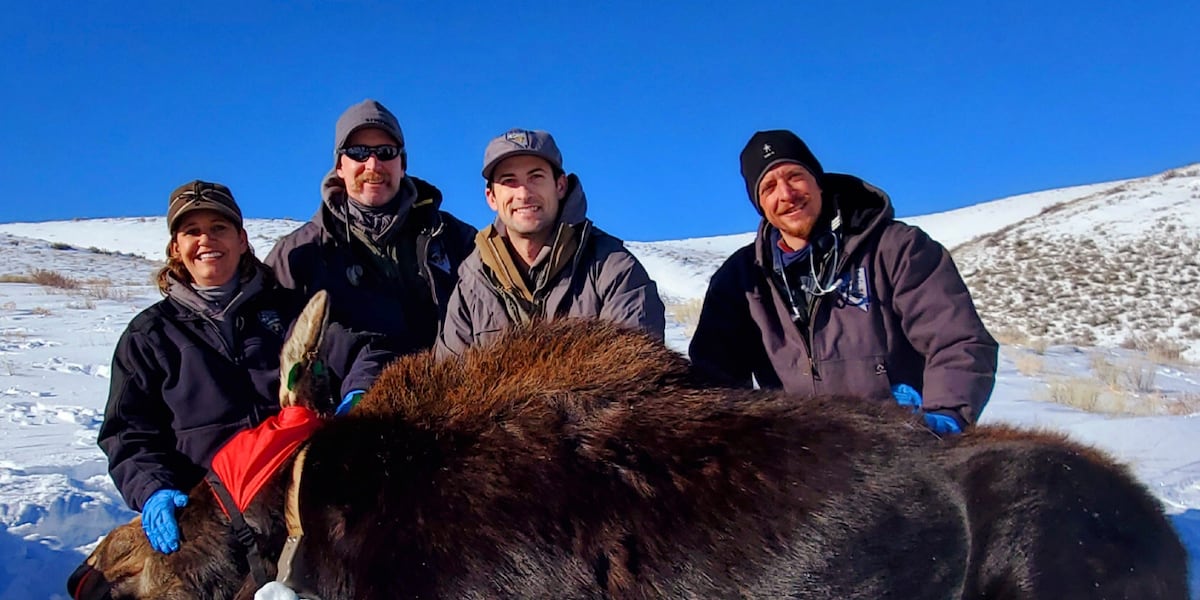 First Moose Nevada’s first moose hunt will be tiny as unusual southern expansion ...