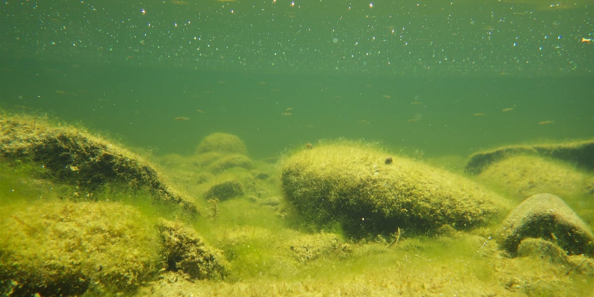 Pinanga Rivularis UNR researchers take part in the most extensive study on river ...