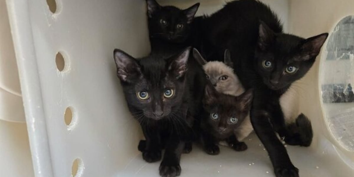 Washoe County rescues 80 cats from Reno apartment