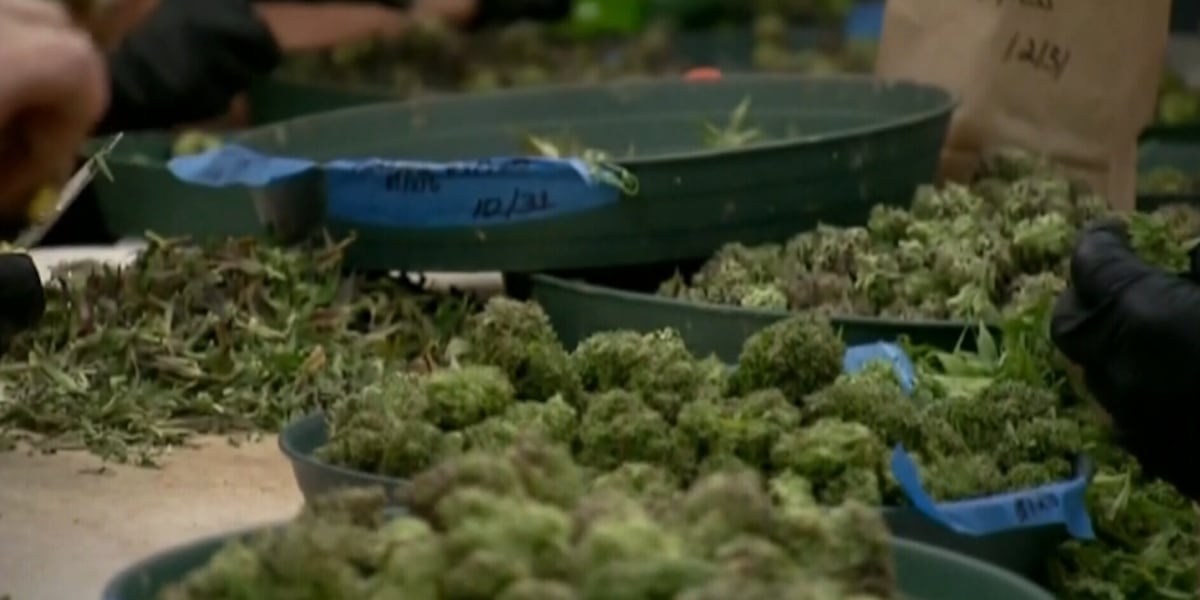 Cannabis packages under scrutiny