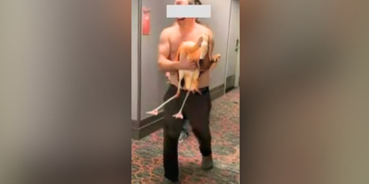 It's terrible': Tourist accused of stealing, injuring flamingos at famed Las Vegas hotel