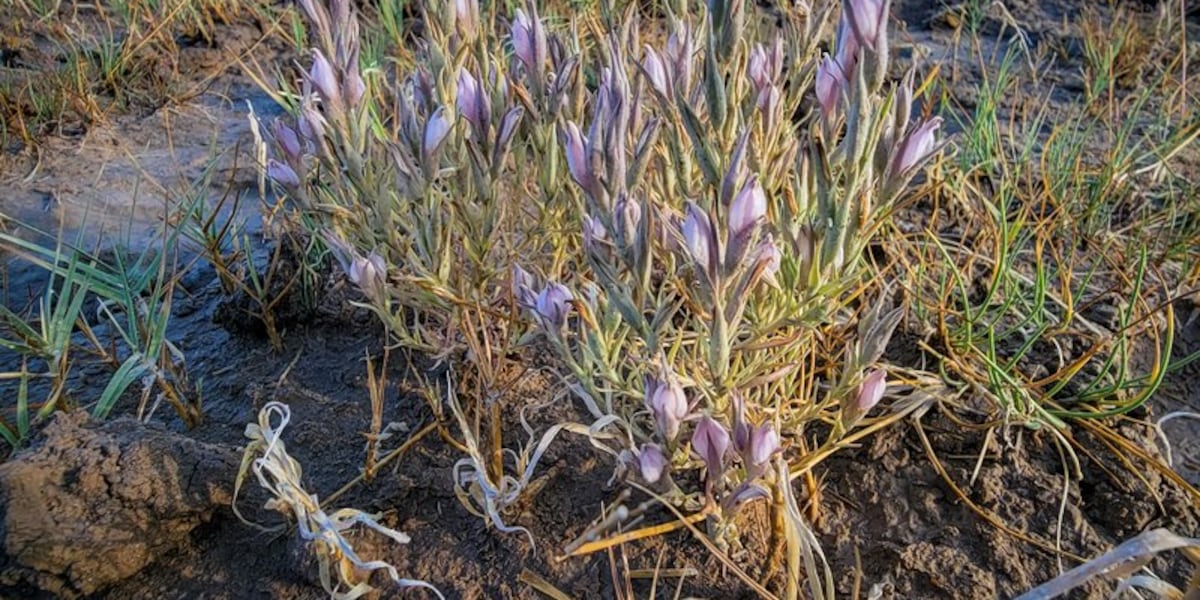 Lawsuit aims to protect endangered Nevada, California wildflower