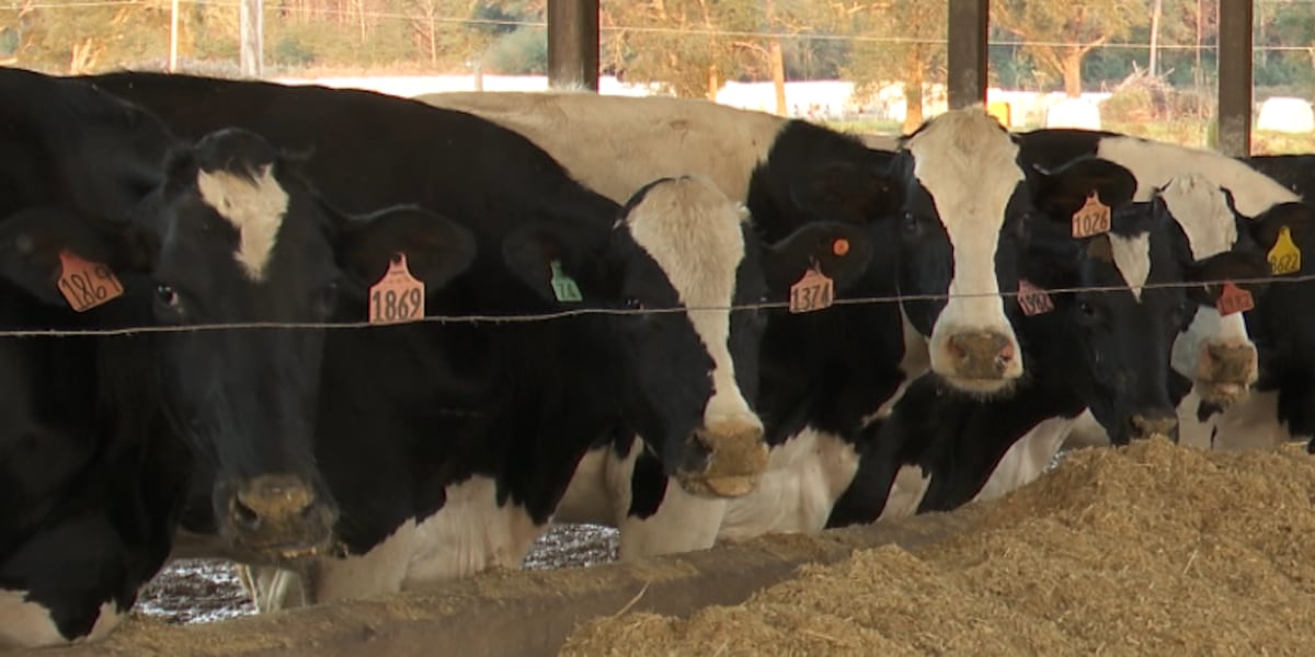 Avian Flu found in northern Nevada dairy cows Avian Flu found in northern Nevada dairy cows