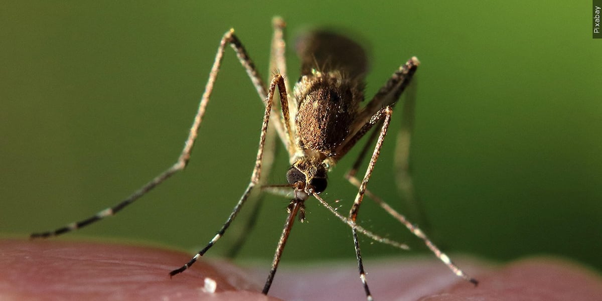 Douglas County conducting mosquito treatment in Minden