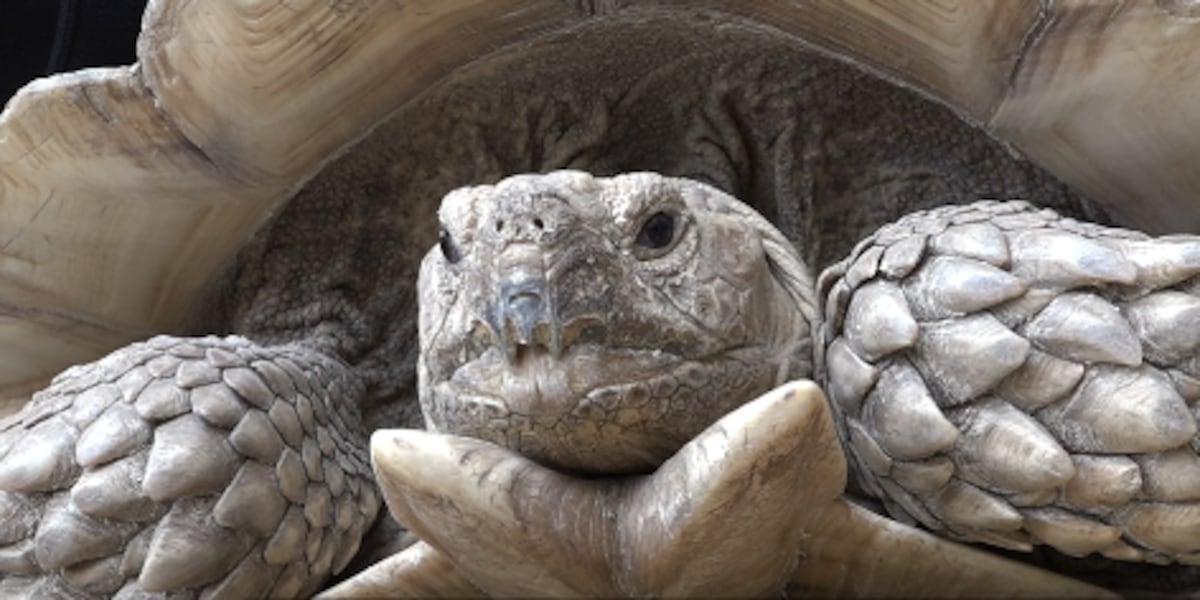 Shell Terrace Shell-ter in need: Northern Nevada tortoise rescue tries to rebuild ...