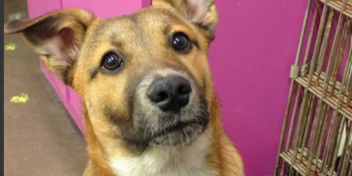 Local rescue dog in national contest