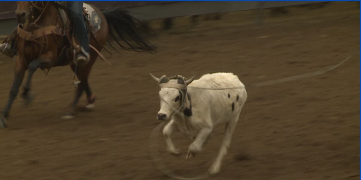 Sf 600 Fast Roping Injury Amateur Team Roping at the Reno Rodeo
