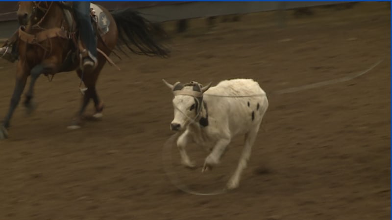 Kick Rope Cow Amateur Team Roping at the Reno Rodeo