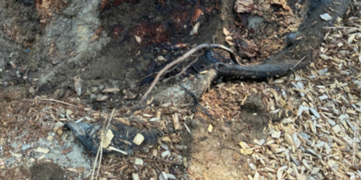 Burnt Cedar Beach tree poisoning suspects could face felony level charges, police say