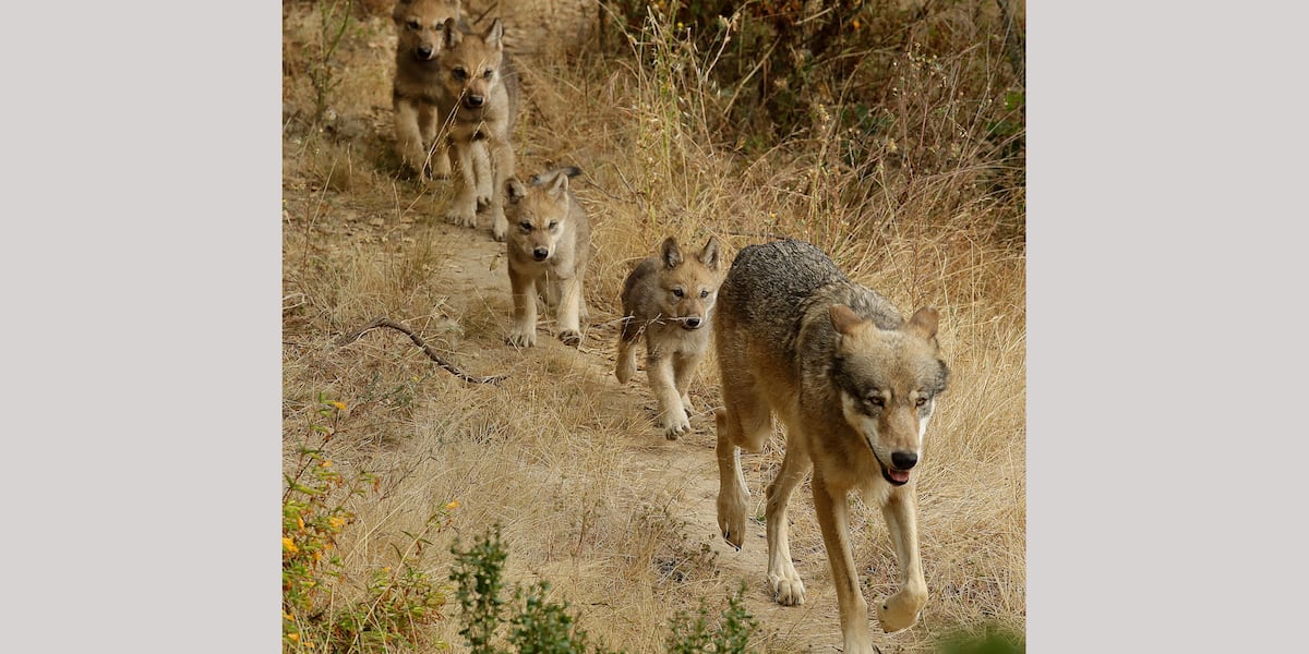 Researchers identified a new pack of endangered gray wolves in Sierra ...