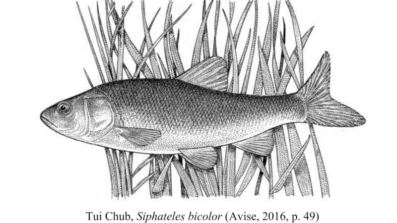 Fish Navaka Rare Nevada fish to get full review for possible US listing