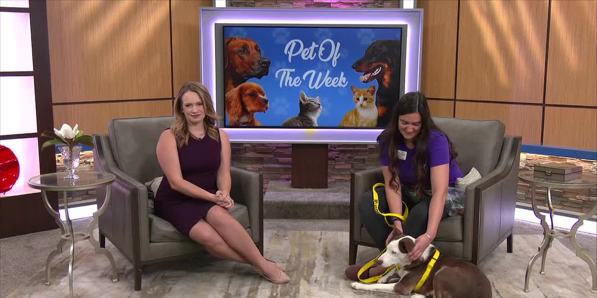 Pet of the Week: Meet Muffin